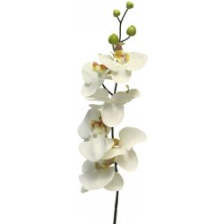Orchidej - phalaenopsis 'Milan' krémová 78 cm