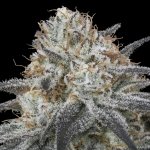 Advanced Seeds AUTO Slurricane semena neobsahují THC 1 ks – Zboží Dáma