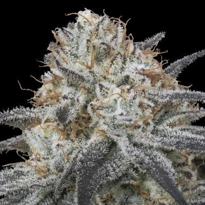 Advanced Seeds AUTO Slurricane semena neobsahují THC 1 ks – Zboží Dáma