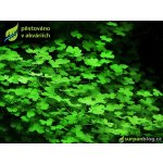 Hydrocotyle tripartita Japan – Zboží Dáma