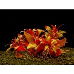 Ludwigia peruensis - Zakucelka paruánská – Zboží Dáma