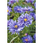 Aster dumosus BLUE LAGUNE - hvězdnice keříčkovitá, astra – Hledejceny.cz