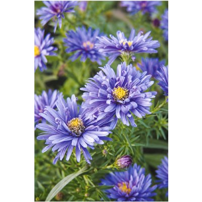 Aster dumosus BLUE LAGUNE - hvězdnice keříčkovitá, astra – Hledejceny.cz