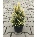 Picea glauca 'Rainbow's End' Prodejní velikost: 020/030, Velikost hrnku: 2 l – Hledejceny.cz