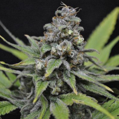 CBD Crew CBD Critical Mass semena neobsahují THC 5 ks – Sleviste.cz