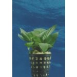 Hygrophila corymbosa Kompakt – Hledejceny.cz