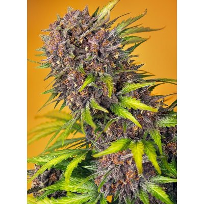 Sweet Seeds Diablo Rojo XL AUTO semena neobsahují THC 3 ks – Hledejceny.cz