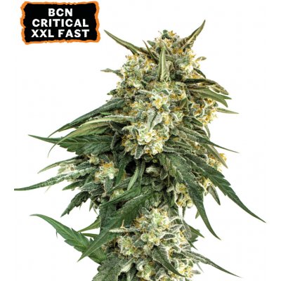 Seedstockers BCN Critical XXL Fast Version semena neobsahují THC 1 ks – Sleviste.cz