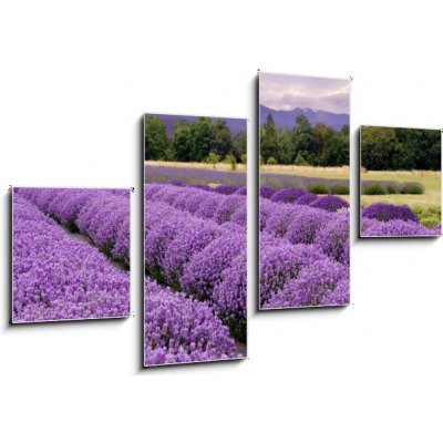 Obraz 4D čtyřdílný - 100 x 60 cm - Lavender Farm in Sequim, Washington, USA Lavender farma v Sequim, Washington, USA