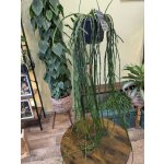 Rhipsalis Paradoxa závěs XXL – Sleviste.cz