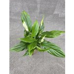 Spathiphyllum Chopin – Zbozi.Blesk.cz