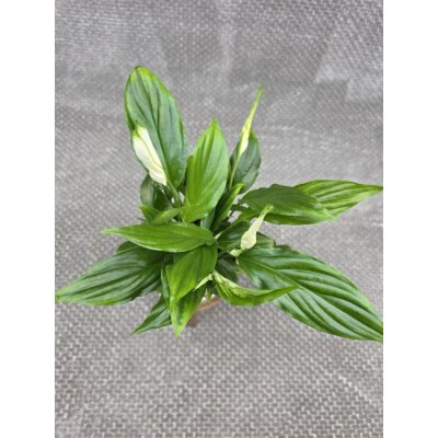 Spathiphyllum Chopin – Zbozi.Blesk.cz