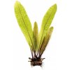 Akvarijní rostlina I--Z Aponogeton boivinianus KN