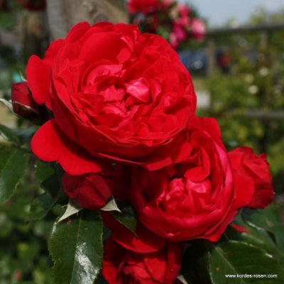 Růže pnoucí Kordes, Rosa Florentina, červená, velikost kontejneru 2 l – Hledejceny.cz