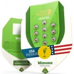 Royal Queen seeds Mimosa Automatic semena neobsahují THC 5 ks – Zboží Mobilmania