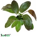 Echinodorus Red Flame - Šípatkovec Red Flame – Zboží Dáma Echinodorus Red Flame - Šípatkovec Red Flame – Zboží Dáma