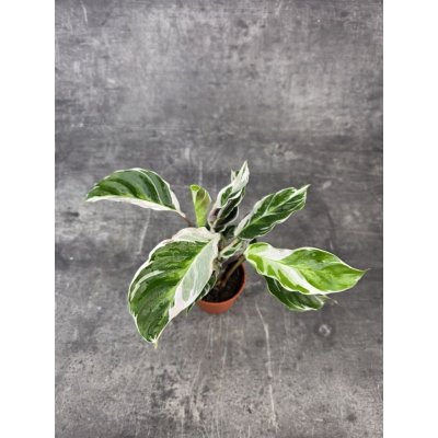 Calathea Fusion White mini – Hledejceny.cz