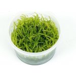 Vesicularia ferriei - Weeping Moss – Zboží Dáma