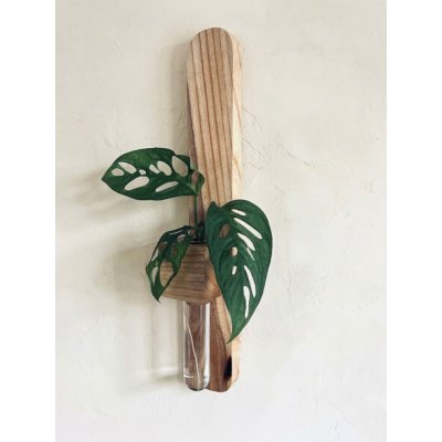 BotaneryLab Nástěnná stanice pro zakořenění rostlinných řízků VERTICAL jasan WoodenBotanery – Hledejceny.cz