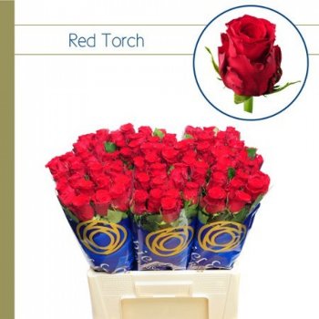 Svazek 20 růží RED TORCH 50cm (M)