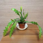 Epiphyllum Anguliger – Sleviste.cz