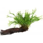 Microsorum pteropus Windelov s přísavkou – Zboží Dáma