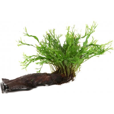 Microsorum pteropus Windelov s přísavkou – Zboží Dáma