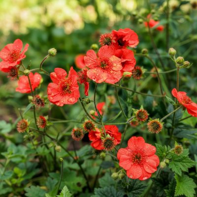 Kuklík čínský 'Mrs.Bradshaw' 1 ks – Hledejceny.cz