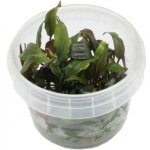Cryptocoryne beckettii – Zboží Dáma