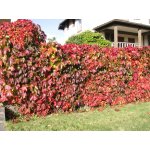 TSUGA Parthenocissus quinquefolia - Přísavník pětiprstý – Zbozi.Blesk.cz