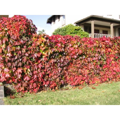 TSUGA Parthenocissus quinquefolia - Přísavník pětiprstý – Zbozi.Blesk.cz