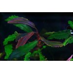 Bucephalandra sp biblis Pink – Zboží Mobilmania