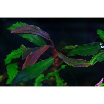 Bucephalandra sp biblis Pink