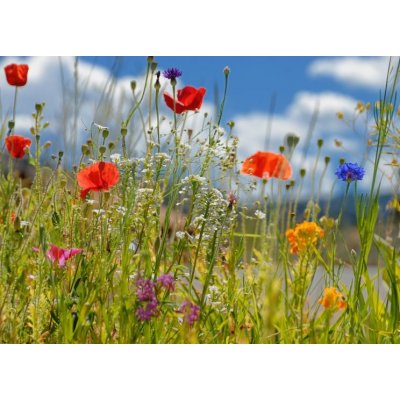 WEBLUX 5928687 Fototapeta vliesová Colorful wildflowers Barevné květiny rozměry 200 x 144 cm – Zboží Mobilmania