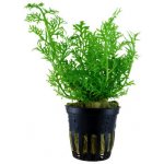 Ceratopteris thalictroides – Hledejceny.cz