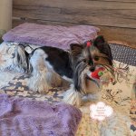 GiGwi Melody vánoční myška se zvukem – Zboží Dáma