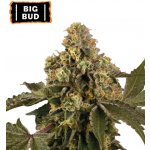 Seedstockers Big Bud AUTO semena neobsahují THC 3 ks – Zboží Dáma