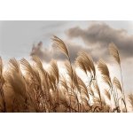 IMPOL TRADE 14597V8 Vliesové fototapety stébla trávy rozměr 368 cm x 254 cm – Sleviste.cz