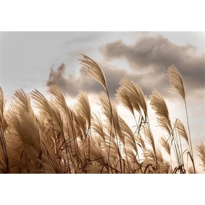 IMPOL TRADE 14597V8 Vliesové fototapety stébla trávy rozměr 368 cm x 254 cm – Sleviste.cz