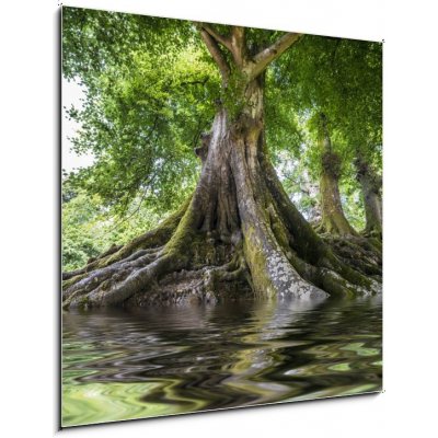 Obraz 1D - 50 x 50 cm - big old tree and a river velký starý strom a řeka – Zboží Mobilmania