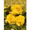 Begónie třepenitá 'Fimbriata yellow' 2 ks