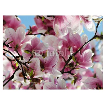 WEBLUX 65813621 Fototapeta vliesová Magnolia tree blossom Kvetoucí strom magnólie 270 x 200 cm