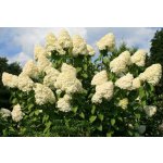 Hydrangea paniculata 'Grandiflora' Prodejní velikost: 020/030, Velikost hrnku: 2 l – Sleviste.cz