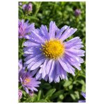 Aster dumosus ZWERGENHIMMEL - hvězdnice keříčkovitá, astra – Hledejceny.cz
