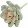 Květina Umělý sukulent lotos Eševéria Elegans 9,5 cm