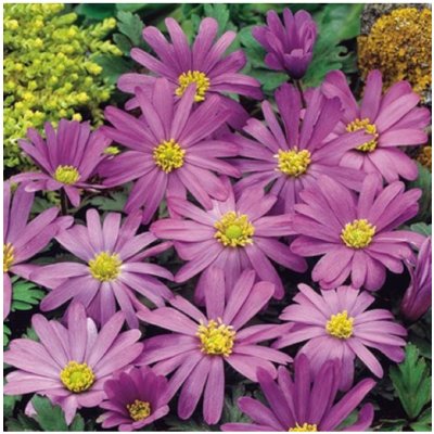 Sasanka vábná Violet Star - Anemone blanda - prodej cibulovin - 3 ks – Zboží Mobilmania
