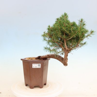 e-bonsai Venkovní bonsai- Smrk sivý - Picea glauca globe – Hledejceny.cz