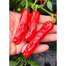 CHILLIMAT Semínka chilli Shishito 10 ks