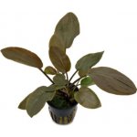 Lagenandra meeboldii red – Hledejceny.cz