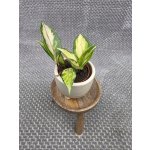 Hoya Carnosa Tricolor mini – Zbozi.Blesk.cz